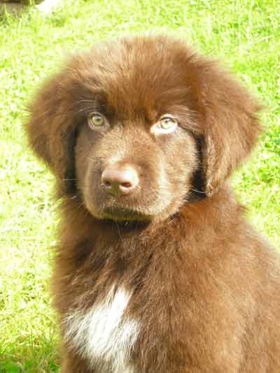 chocolate newfoundland puppy