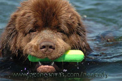 Newfoundland Enzo relaxes in the water