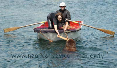 Newfoundland Enzo returns to tow the dinghy back to shore