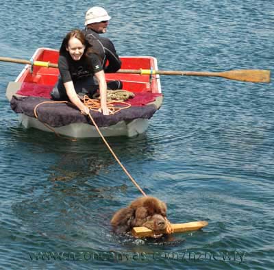 Newfoundland Enzo tows the dinghy back to shore