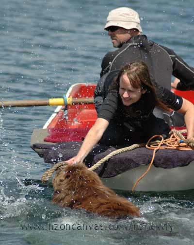 Newfoundland Enzo learns to tow a dinghy