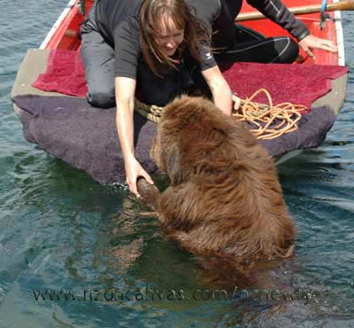 Newfoundland Enzo appears to prefer a ride, rather than a swim back to shore...
