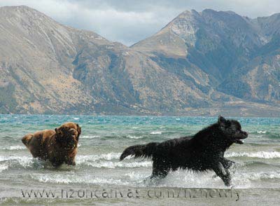 Newfoundlands Henry & Enzo in Lake Coleridge
