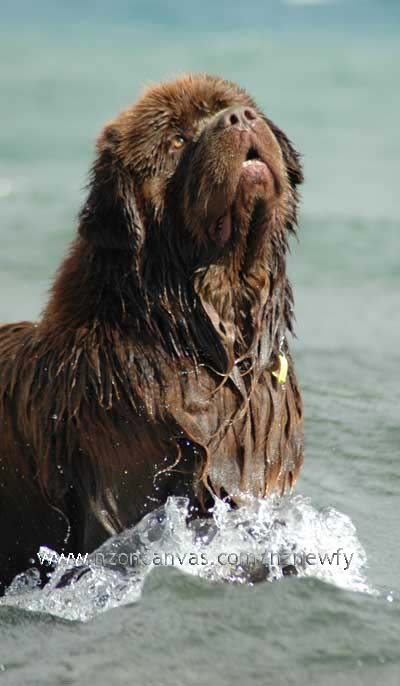 Newfoundland dog Enzo