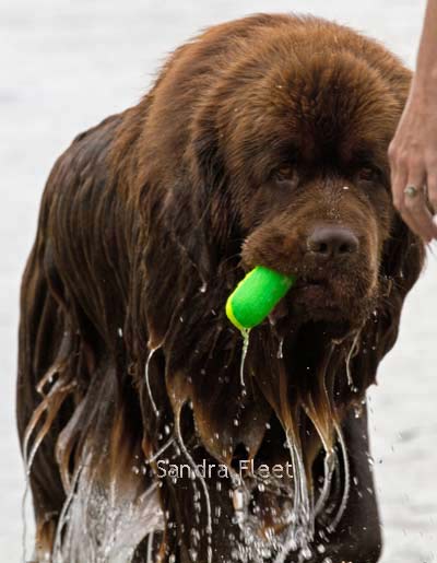 Newfoundland Enzo bringing his water toy back to Michelle.