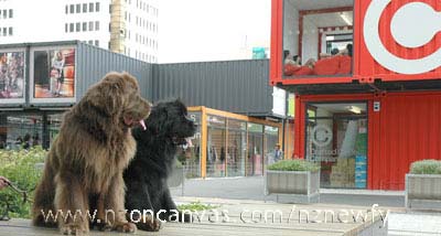 Newfoundlands Henry & Enzo see shipping shopping containers in Cashel Mall, Christchurch, NZ
