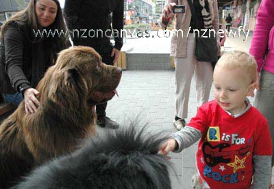Newfoundland_dogs_Enzo & Henry in Container Mall, Christchurch