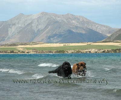 Newfoundland dogs Henry & Enzo swimming in Lake Coleridge, Canterbury, NZ
