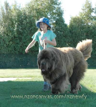 Emily taking Newfoundland Enzo for a walk.