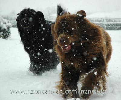 Newfoundland dogs Enzo and Henry