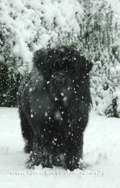 Newfoundland dog Henry