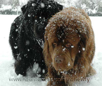 Newfies Enzo and Henry