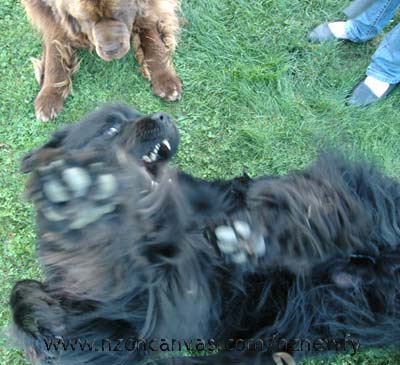 Newfoundland Henry being groomed