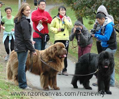 Newfy walks always take a while...