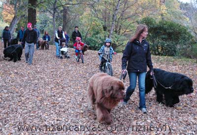 Newfoundlands Henry & Enzo taking an autumn walk with friends  in Hagley Park
