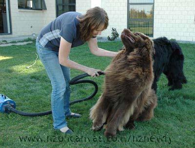 Newfoundland Enzo being groomed