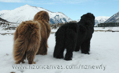 Newfoundlands Enzo and Henry admiring the mountain vista