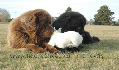 Newfoundlands Enzo & Henry with Esther, the girl next door.