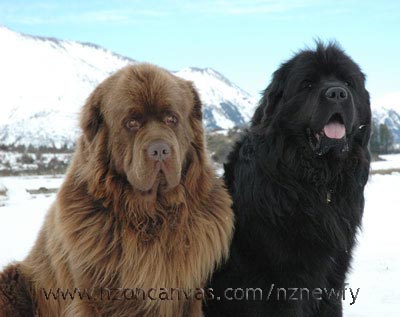 Newfoundlands Enzo and Henry in the mountains