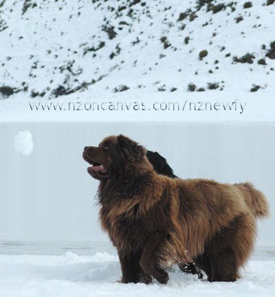 Newfoundland Enzo catching snowballs
