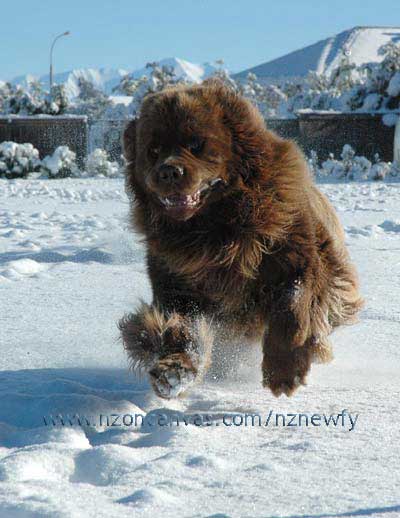 Newfoundland Enzo enjoying the fresh snow