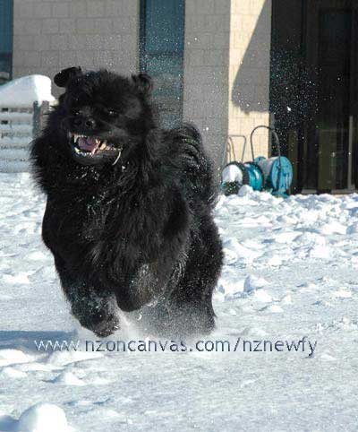 Newfoundland Henry in full flight