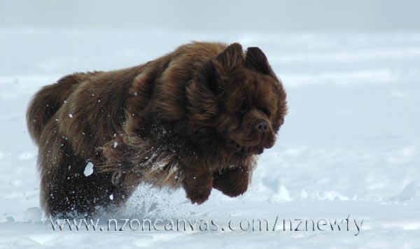 Newfoundland Enzo in full flight