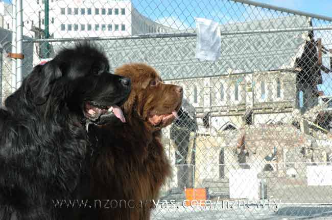 Henry & Enzo near the quake damaged Christ Church Cathedral, Christchurch, NZ.