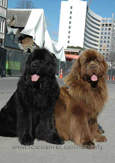 Newfoundlands Henry & Enzo at Durham Street, Christchurch, NZ