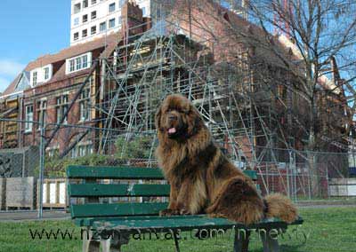 Newfoundland Enzo takes time out on another park bench