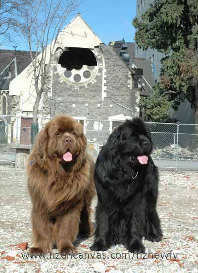 Newfoundlands Enzo & Henry standing where a quake damaged building has been demolished, Christchurch City, NZ