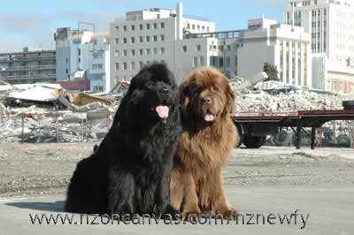 Newfoundlands Henry & Enzo at Gloucester Street, Christchurch, NZ