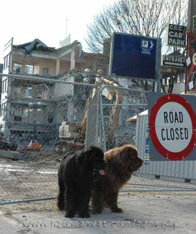 Newfoundlands Henry & Enzo at Manchester Street, Christchurch, NZ