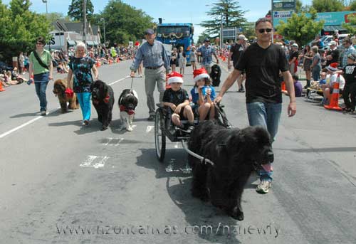 Newfoundland Henry with friends at the 2012 Rangiora Christmas parade
