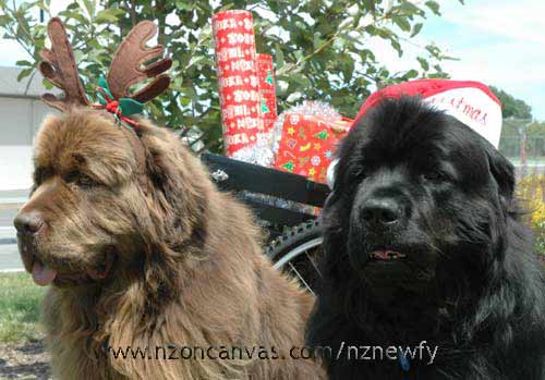 Newfoundlands Henry & Enzo ready for Christmas
