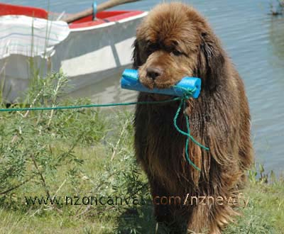 Newfy Enzo tries to bring the dinghy all the way up the bank...