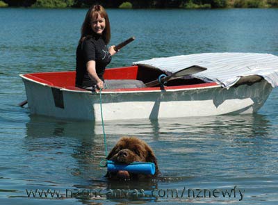 Newfoundland Enzo tows the dinghy