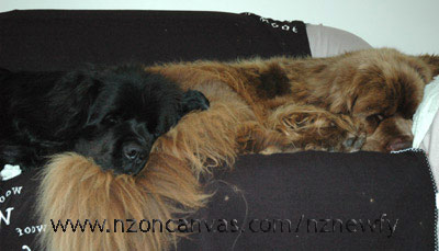 Newfoundland dogs Henry & Enzo on their couch
