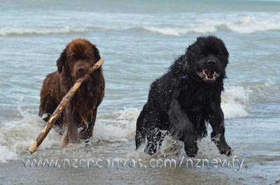 Newfoundland dogs Enzo and Henry playing at the beach