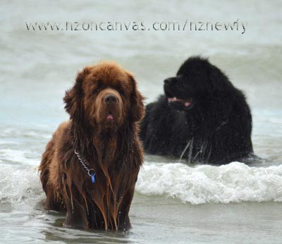 Newfoundland dogs Enzo and Henry in the sea
