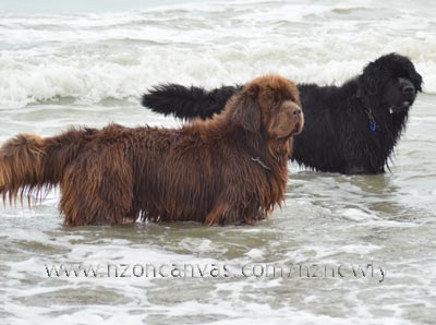Newfoundlands Enzo and henry at the beach
