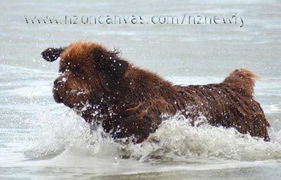 Newfoundland dog Enzo in the sea