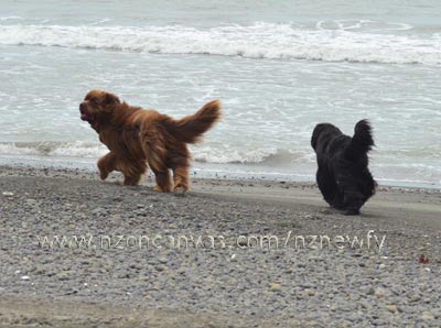 Newfoundland dogs Enzo and Henry at the beach