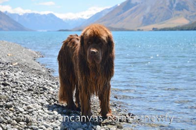 Newfoundland Enzo