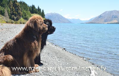 Newfoundland dogs Henry & Enzo