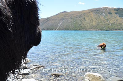 Newfoundland Henry watches Enzo swimming