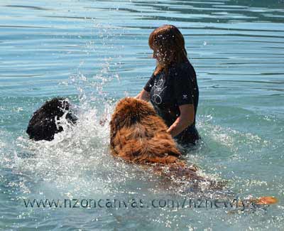 Newfoundland enzo making a splash