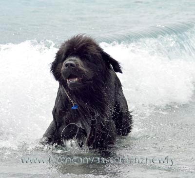 Newfoundland Henry in 'lake surf'