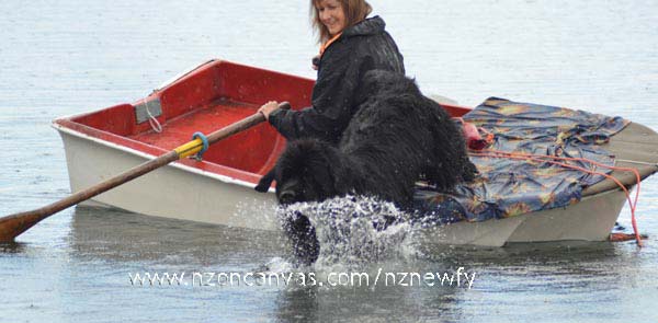 Newfoundland Henry leaps from the dinghy