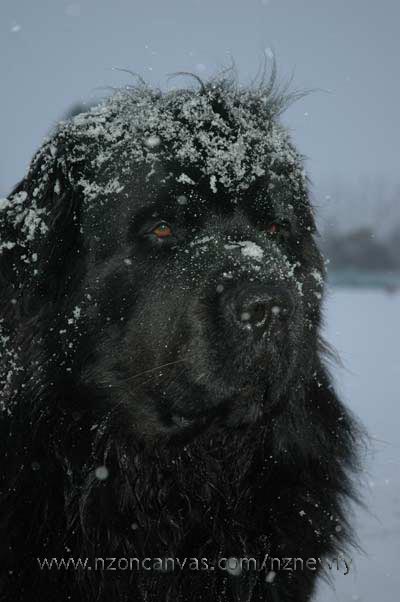 Newfoundland henry enjoying the snow